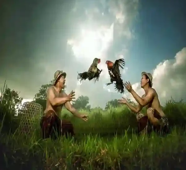 Jenis-jenis Sabung Ayam Online dan Cara Mainnya