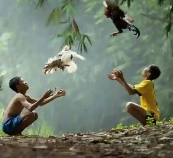 Keunikan Sabung Ayam di Berbagai Daerah Nusantara