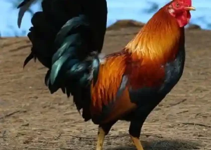 Tips Mengatasi Bulu Rontok pada Ayam Bangkok