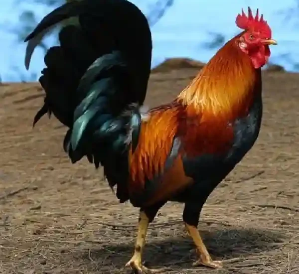 Tips Mengatasi Bulu Rontok pada Ayam Bangkok